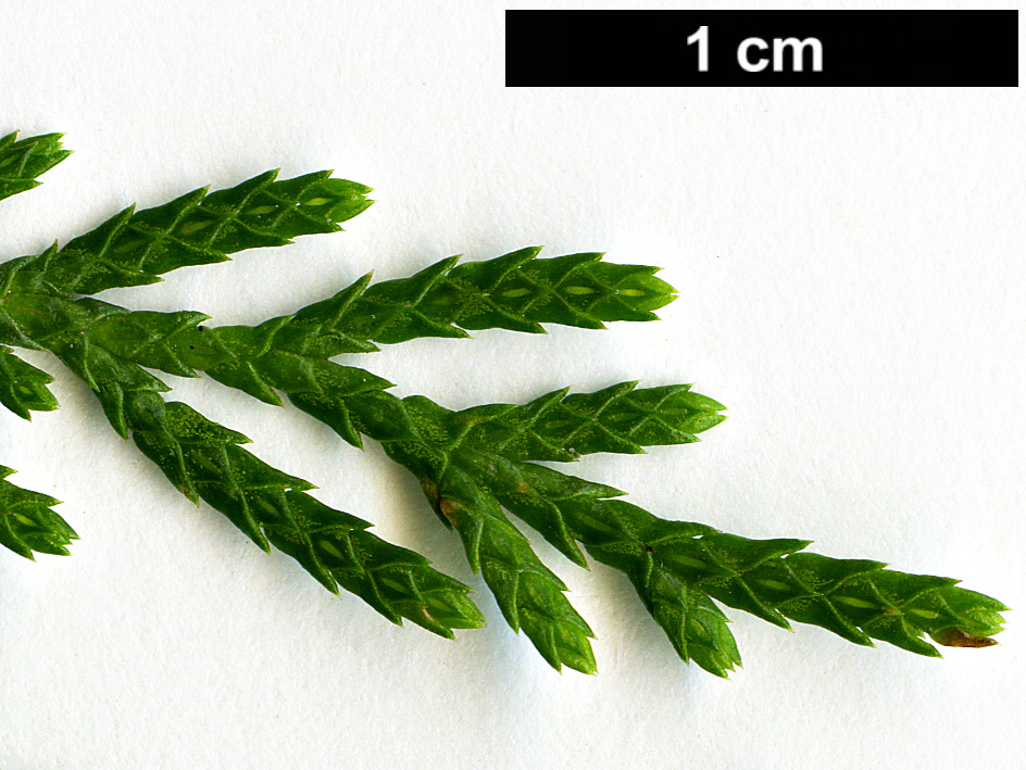 High resolution image: Family: Cupressaceae - Genus: Cupressus - Taxon: chengiana - SpeciesSub: var. jiangensis
